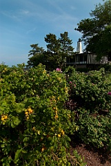 Beach Roses Around New London Harbor Lighthouse